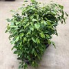 FICUS 17 CM ANASTASIA BROKIG  1X6